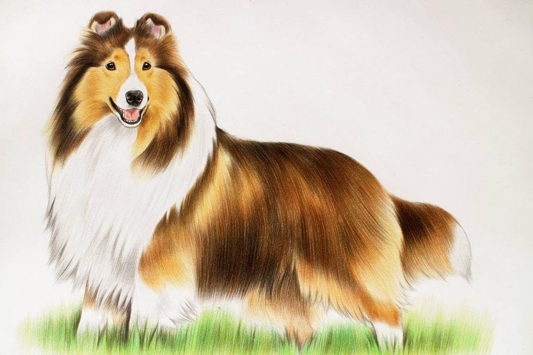 Amazon.co.jp: 犬の絵 色鉛筆画 シェルティ 原画 : 文房具・オフィス用品