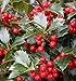 Produktbild Stechpalme Ilex Heckenfee 30-40cm - Ilex meserveae - Gartenpflanze