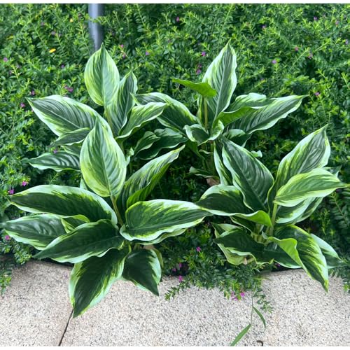 4 Bushes Perennial Hosta Artificial Variegated Green Leave Plant 15.7 Faux Dieffenbachia Tropical Plant Outdoor Shrubs Indoor Yard Decor