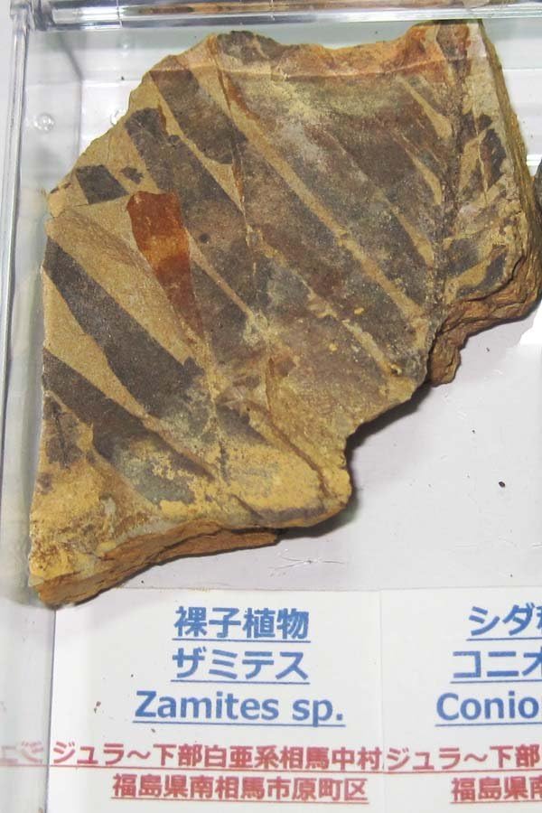 Amazon.co.jp: 日本の化石 福島県南相馬市の植物化石4種セット