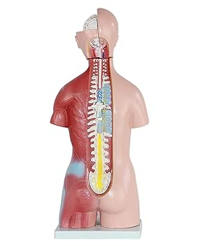 人体模型　解剖学的構造 5