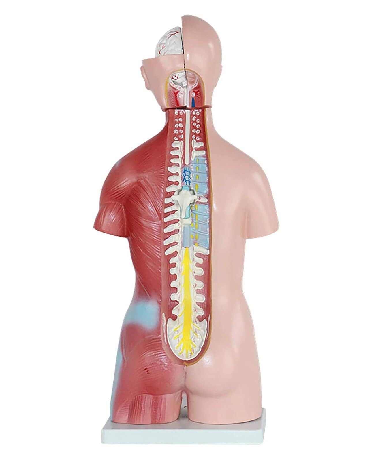 Anatomía De La Educación Modelo De Torso Humano, 23 Partes, Vísceras Humanas, Enseñanza Anatómica, Exhibición Órganos Humanos Muñeca de Anatomía