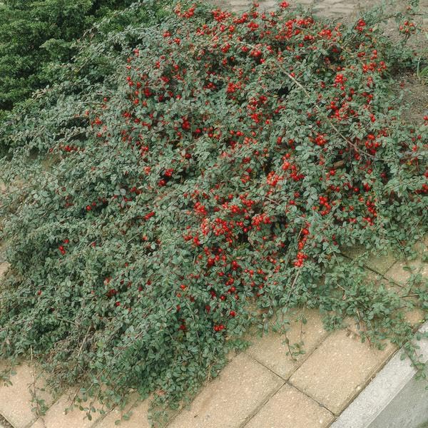 Teppich-Zwergmispel - Cotoneaster dammeri - 10-25cm - Ø9cm - 12 Stück