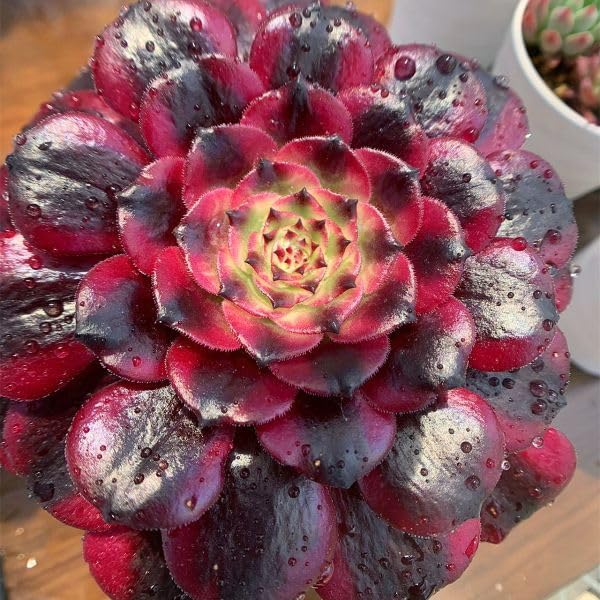 69#多肉植物アエオニウム錦❤️ 美姫セッカ ❤️24cm拔き苗 69#多肉植物アエオニウム錦❤️ 美姫セッカ ❤️24cm拔き苗 【公式通販】