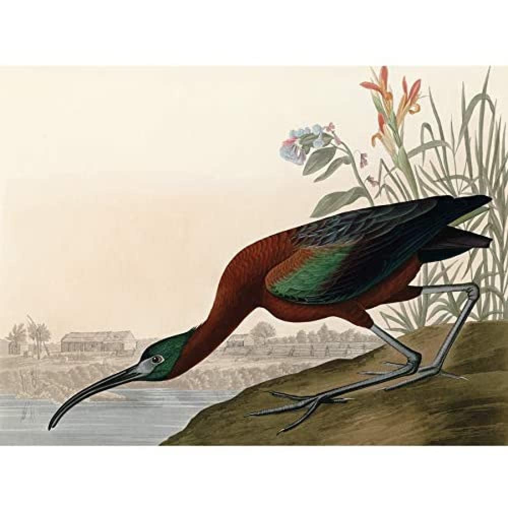 Artery8 Audubon Birds Glossy Ibis Painting Unframed Wall Art Print Poster Home Decor Premium