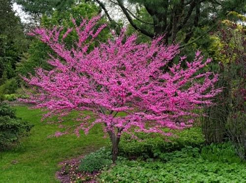 Cercis siliquastrum Albero di Giuda pianta in vaso 1 litri h 50/70 cm Vivaio di Castelletto