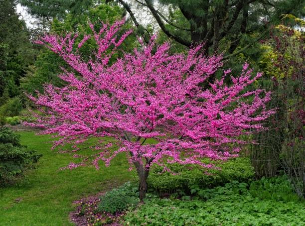 Albero di Giuda 'Cercis Siliquastrum' Pianta in Vaso ø 12 cm h 60 cm circa, Pianta da Esterno, Vivaio di Castelletto