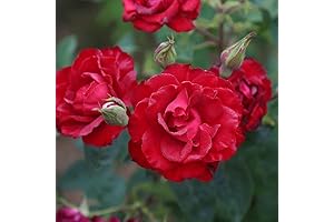 Lady in Red® Climbing Rose – Heirloom Live Rose Bush for Sale