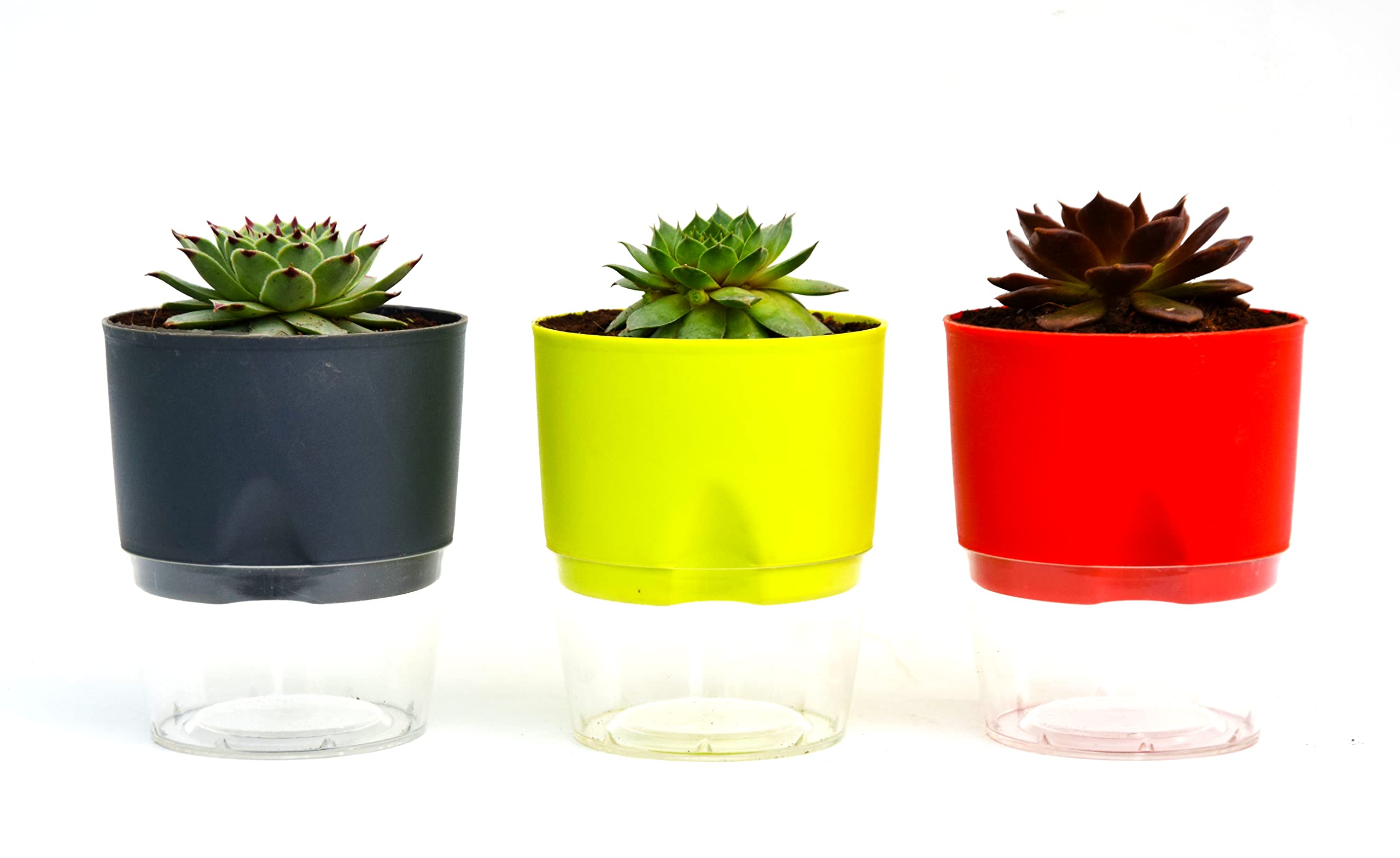 India gardening Pack of 3 Red Tip Laxmi Kamal, Green Wheel Laxmi Kamal, Vishnu Kamal Succulent Plant With Self Watering Pot | Plant For Indoor & Outdoor | Evergreen Charm of Succulent Plants (B0BRJHW36W) Amazon Price History, Amazon Price Tracker