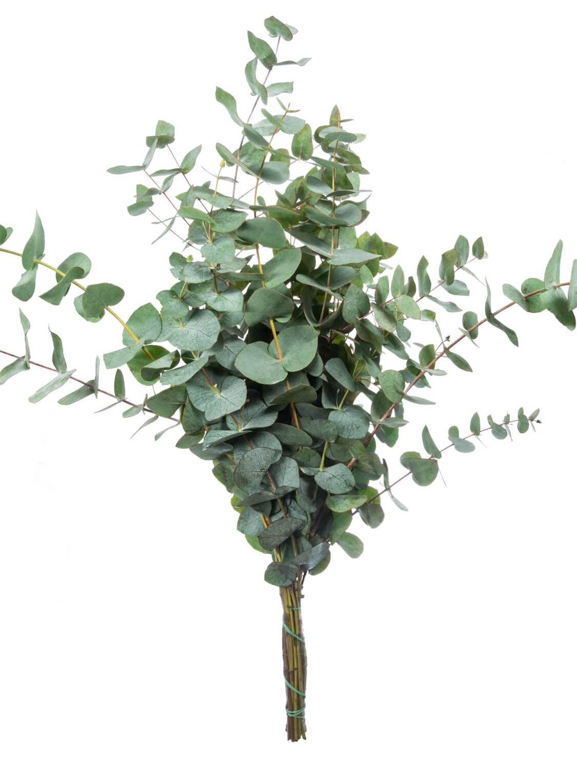 5 Bund Eukalyptus Zweige - 50 cm - Frische Schnittblumen Stiele für die Vase - Echte Stiele - Eukalyptusblätter zur Deko oder Hochzeit - Greenery - Natur