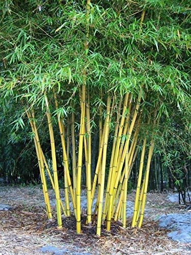 Bamboo Palm Seeds 100 seeds