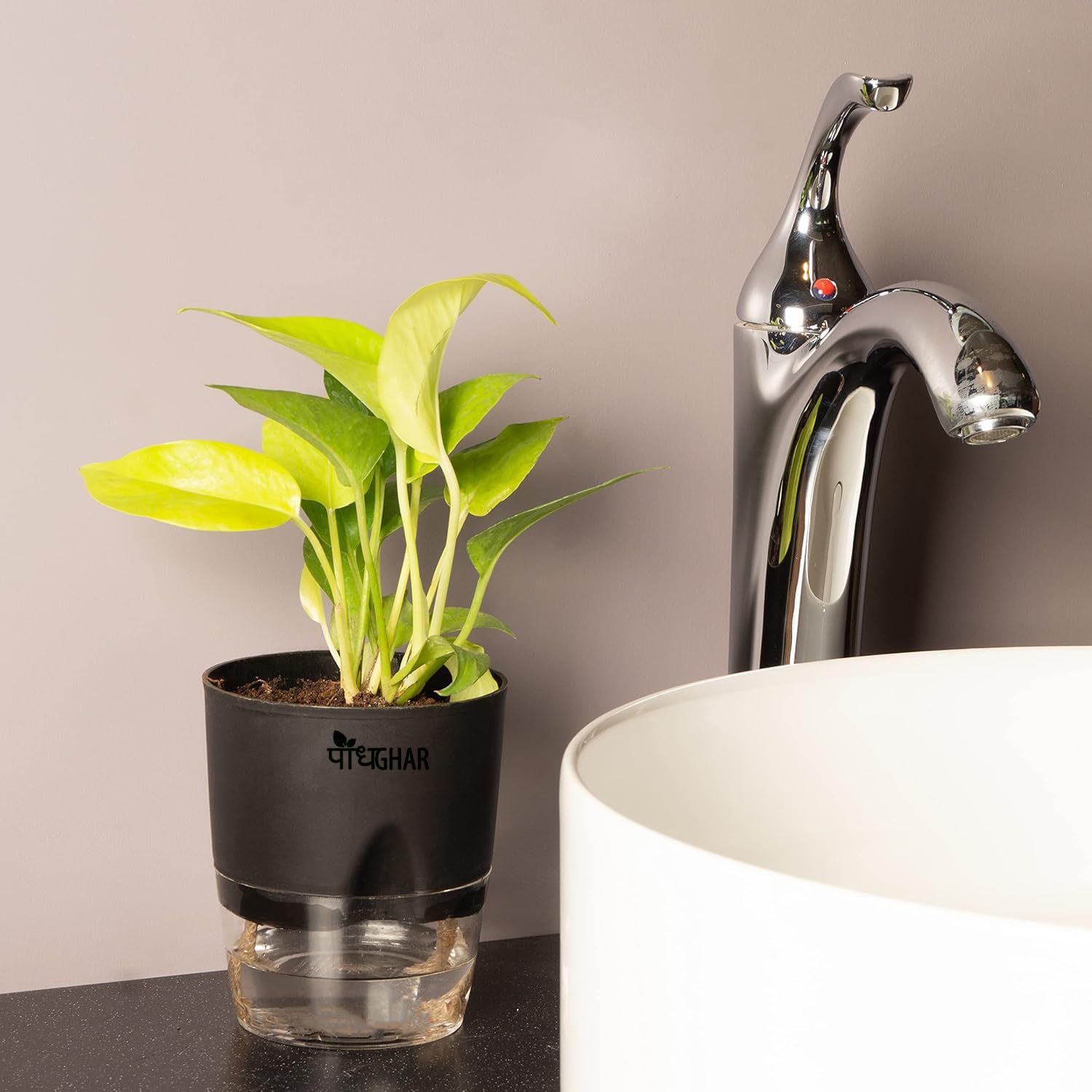 PODHGHAR Golden Money Live Indoor Plants with Self Watering Pot, Air Purifier Plants for Home Decor, Living Room (black) (B0DDTQGWJ4) Amazon Price History, Amazon Price Tracker