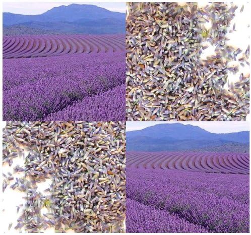 Lavender Buds # 1 - Super Extra Premium Botanical Grade - WEDDING FAVORS, SACHETS, SOAP MAKING, POTPOURRI (16.0 oz - 1 LB)