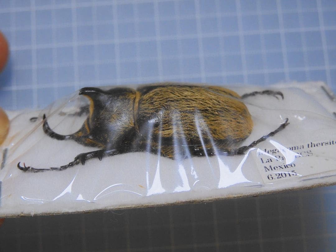 Mexico Megasoma thersites 39mm O <1110z昆虫標本・カブトムシ他>