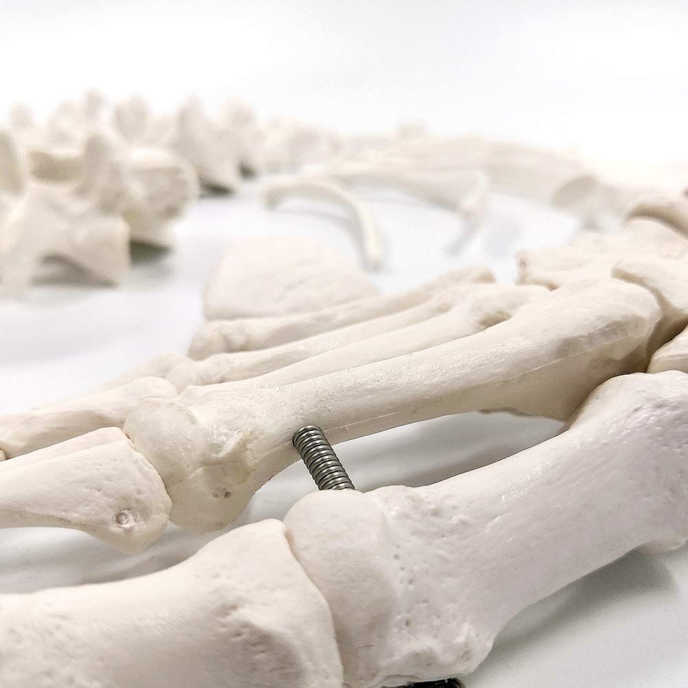 Gеt Chеар Prісе Evotech Disarticulated Human Skeleton Model For Anatomy 67 inch High, Full Size Skeleton Models with 3 Poster, Skull, Spine, Bones, Articulated Hand & Foot, for Anatomy Medical Learning