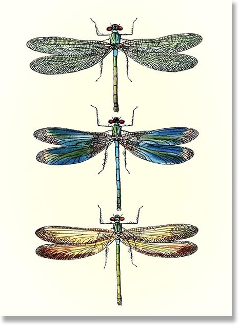 Amazon キャンバス上の画像トンボのイラストレトロなプリント壁アート絵画ポスターリビングルームキッチン家の装飾23 6 X35 4 60x90cm フレームレス ウォールステッカー オンライン通販