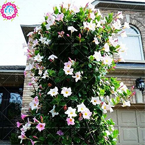 Graines de Mandevilla sanderi grimpantes Graines de Dipladenia sanderi, plante à fleurs de bonsaï pour la décoration de la maison et du mur de la cour Paquet de 500 graines
