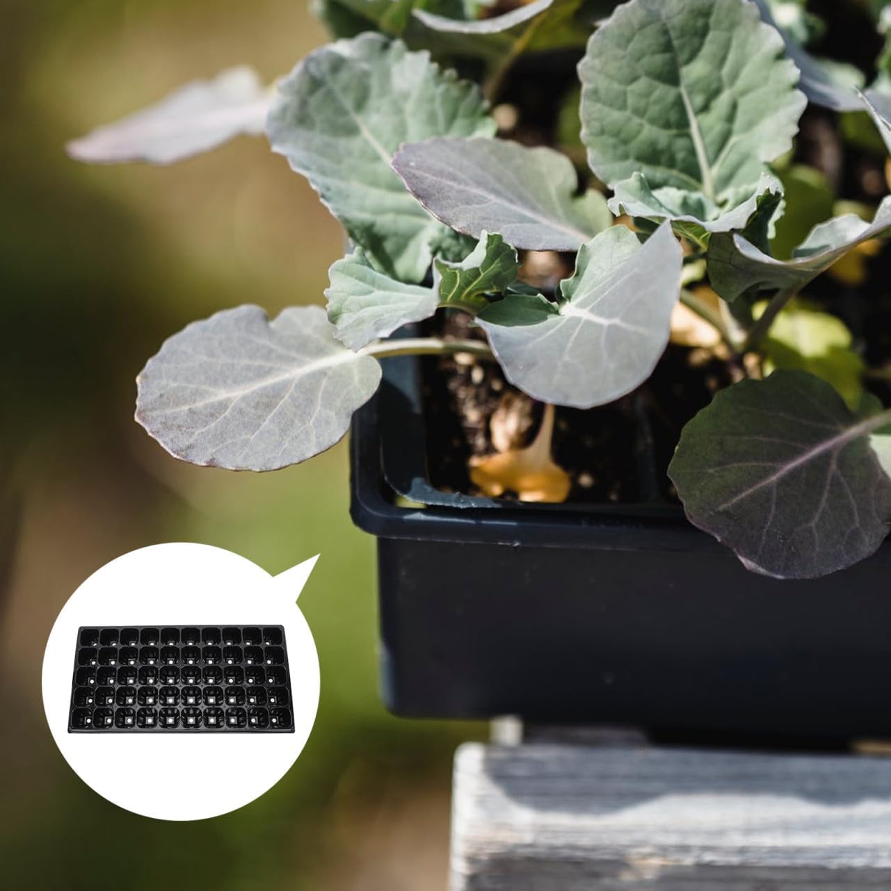 VALICLUD 10pcs Thickened Plant Germination Trays Starter Seedling Nursery Containers 50-Cell Planting Boxes for Garden Seed Propagation and Vegetable Growing