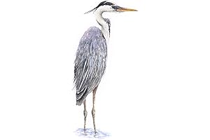 Fine Art Giclee Print: Great Blue Heron 02 Watercolor Print