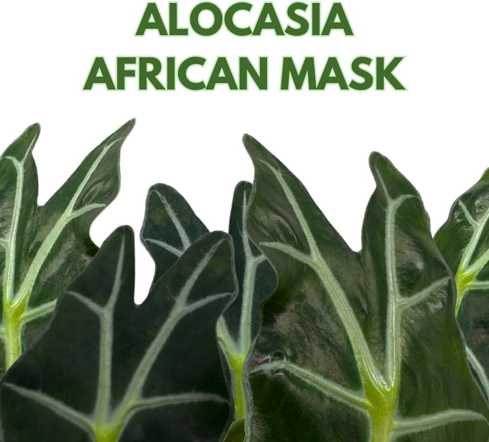 BubbleBlooms Alocasia Polly African Mask Amazonica in a 6 inch Pot