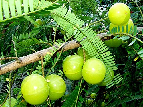 RWS 100 semillas Phyllanthus emblica, árboles Amla, grosella espinosa india, la medicina tradicional china
