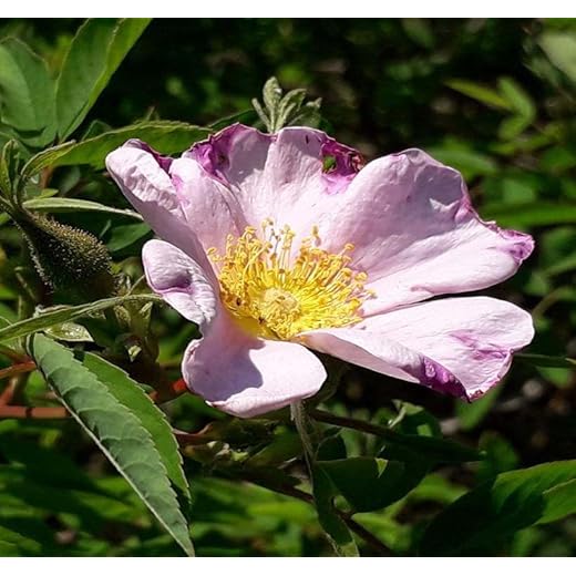 Swamp Rose (Rosa palustris) 9 Rosa palustris (Swamp Rose) Tree Seed, Fragrant Pink Flowers, Glossy red Fruits, You Choose The Quantity (1 Pack)