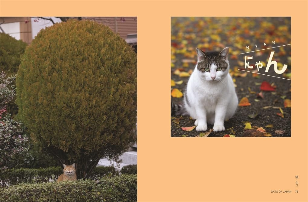 Neko Cats of Japan