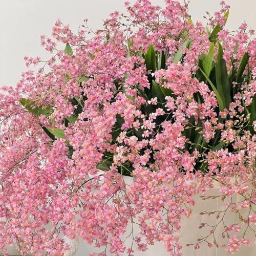 Oncidium Orchid Indoor Flower Seeds - 30/50/100 PCS | Aromatic Houseplant Seeds | Easy-Grow Scented Blooms for Home & Office (Pink,30) — view 4