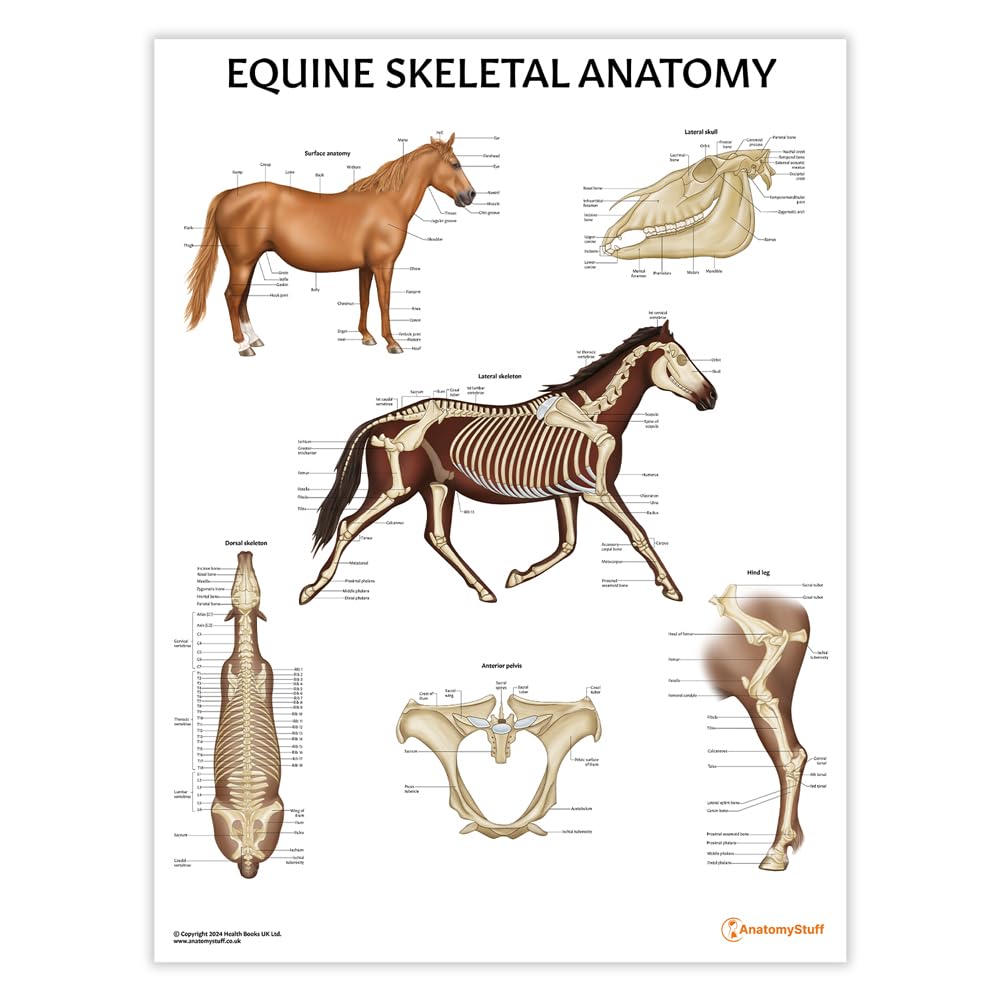 Anatomy Stuff Red, White Equine Skeletal Anatomy Poster/Chart, 45X60 Cm, 18X24 Inches, Horse Skeletal Structure, Anatomy Educational Diagram, Vet Students