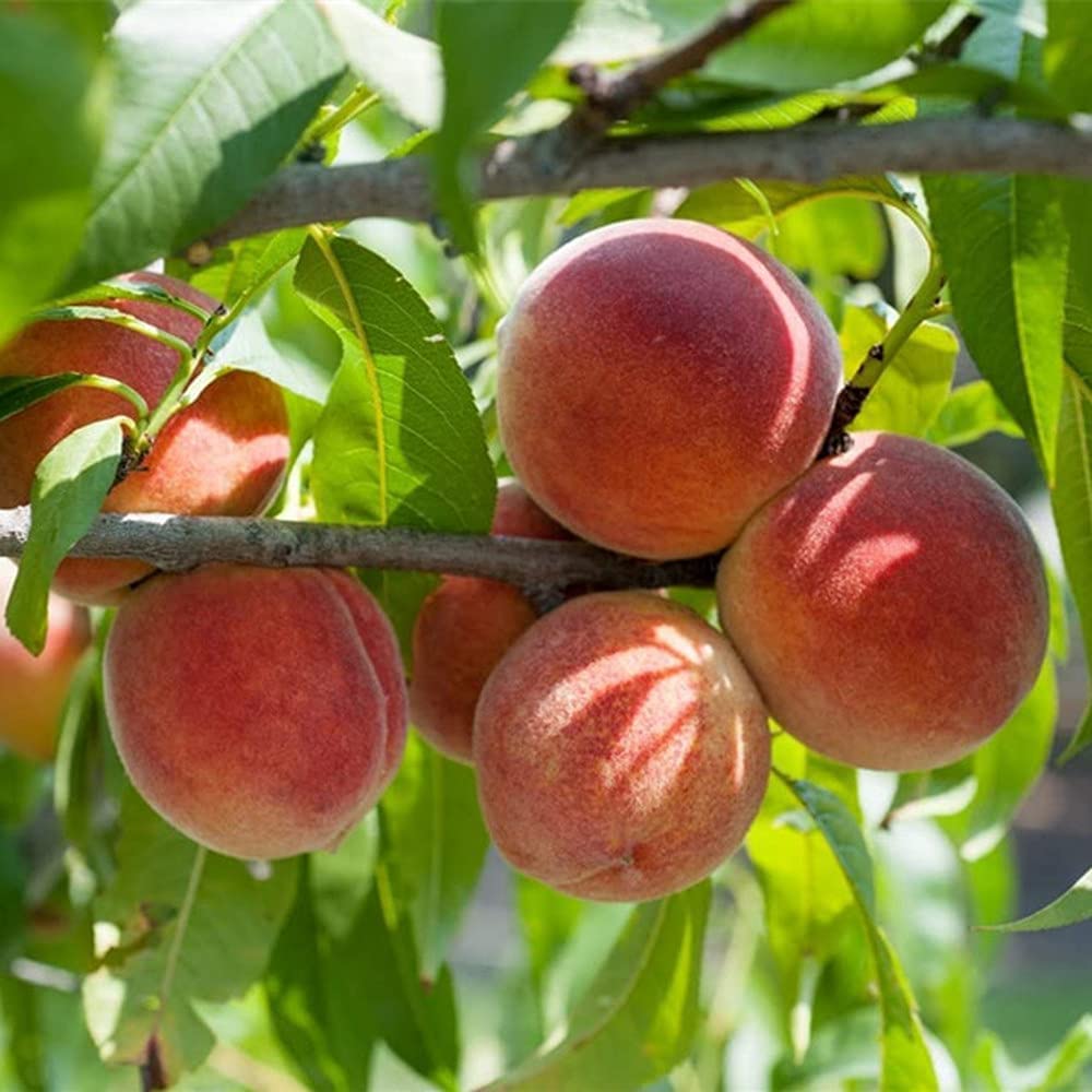 5pcs graines de pêche en Plein air Jardin Ferme Plantation Forme Unique Fruits exotiques taux de Germination élevé Effet économique bonne Culture extensive