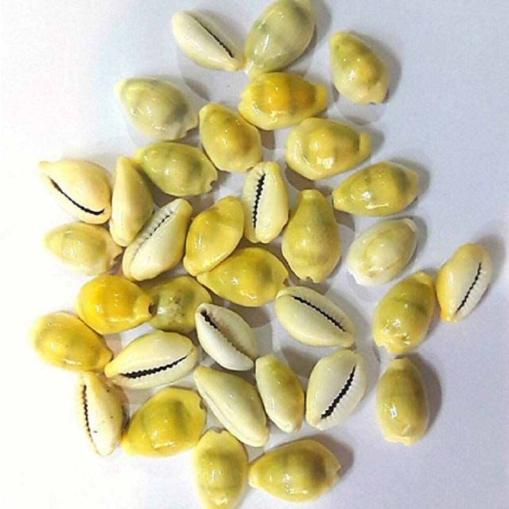 SriSatymev Lakshmi Peeli/Yellow Kawri, Kodi Peeli Cowrie Sea Shell 50 Pieces | Laxmi and Diwali Pooja Article Kaudi Shells (Natural Yellow)