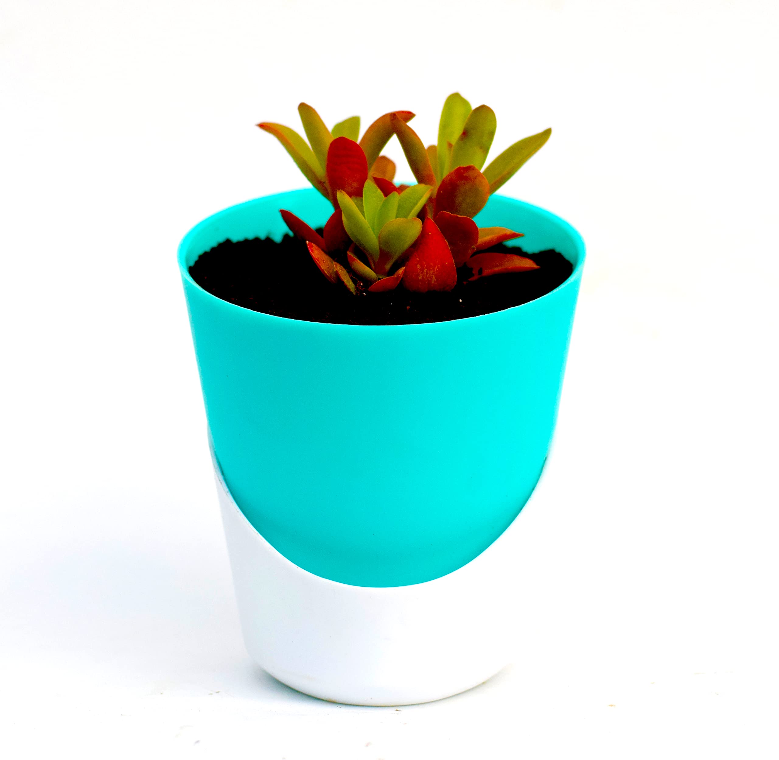 Red Pagoda (Campfire Crassula) Succulent Plant in Self Watering pot by VH Veryhom (B0BPP24LMX) Amazon Price History, Amazon Price Tracker