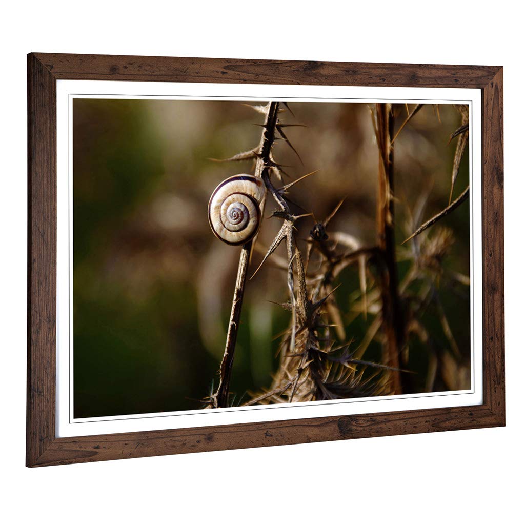Big Box Art Framed Print of Snail Shell on a Thistle Design | Wall Art Picture | Home Decor for Kitchen, Living, Dining Room, Bedroom, Hallway, Office, Walnut, A2 / 24.5x18 Inch / 62x45cm