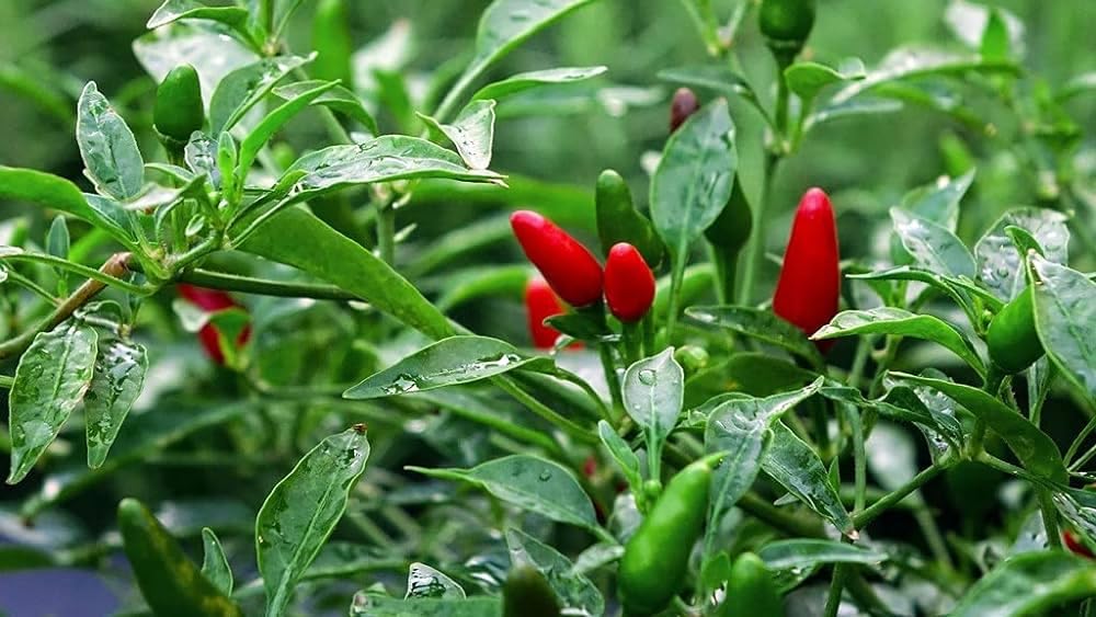 Bird eye chilli plant live (pack of 2)-image-7