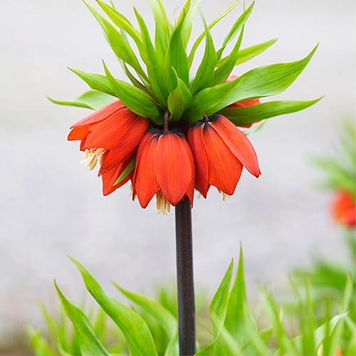 3 bombillas rojas Fritillaria jardín de adorno Crown Imperialis fácil de cultivar en maceta