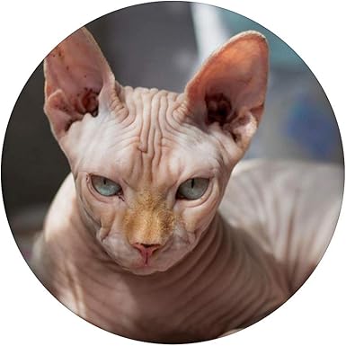 Amazon.com: Ugly Sphinx Cat Picture on Black : Cell Phones