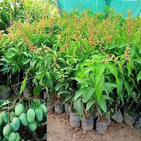 GRAFTED "All Time thai Mango Plant || baramasi all season" sadabahar mango Ambba tree barahmasi aam ka paudha 2-3 feet height plant 1 in poly bag