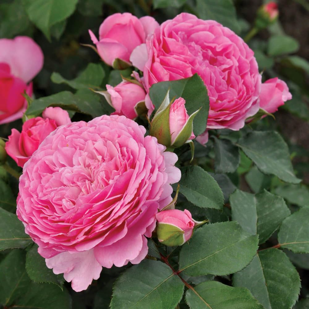 YouGarden Chris' Rose, Established Plant in 4 Litre Pot, Ready to Plant Bush Rose for Creamy Pink Summer to Autumn Roses, Plant in Pots, Beds, or Borders