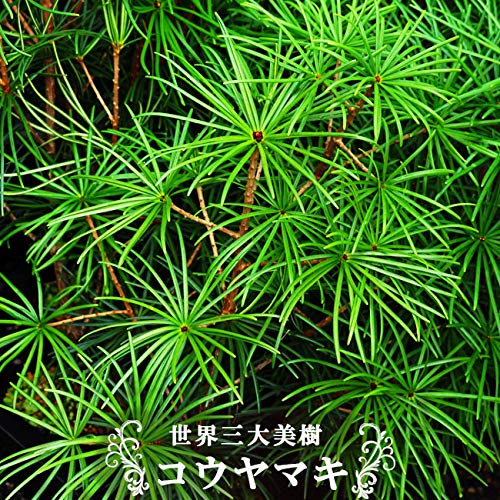 Amazon | 世界三大美樹“高野マキ（コウヤマキ）” 苗 庭木 常緑樹