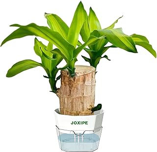 Brazilian Lucky Wood Water Growing Desk Decor with Self Watering Pot, Brazilian Wood Plant Inspired Sprouting Ornament for Office and Home Decoration