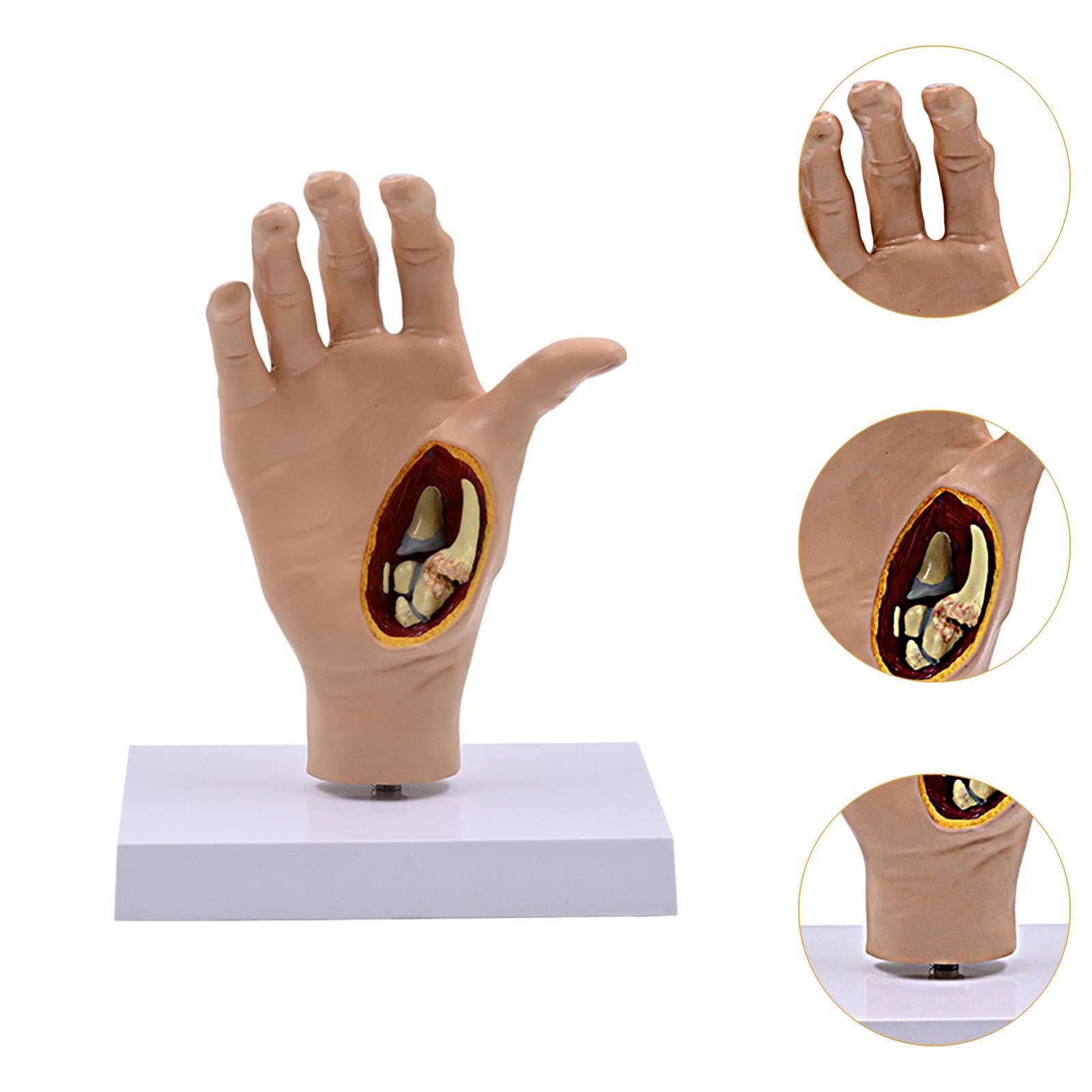 DYNWAVE Human Hand Model Scientific Lightweight,Sturdy,Education,Teaching Tool,1:1,Realistic Skeleton Model for Study Science Display