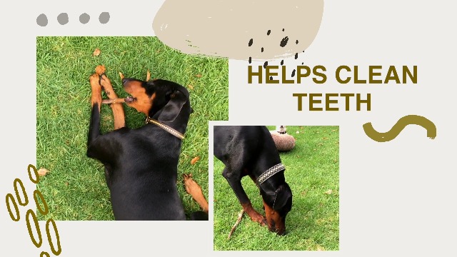 ecokind bully sticks