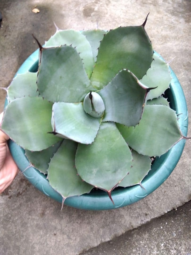 アガベ トランカータ ハンティントン 30センチ? 抜き苗 アガベ