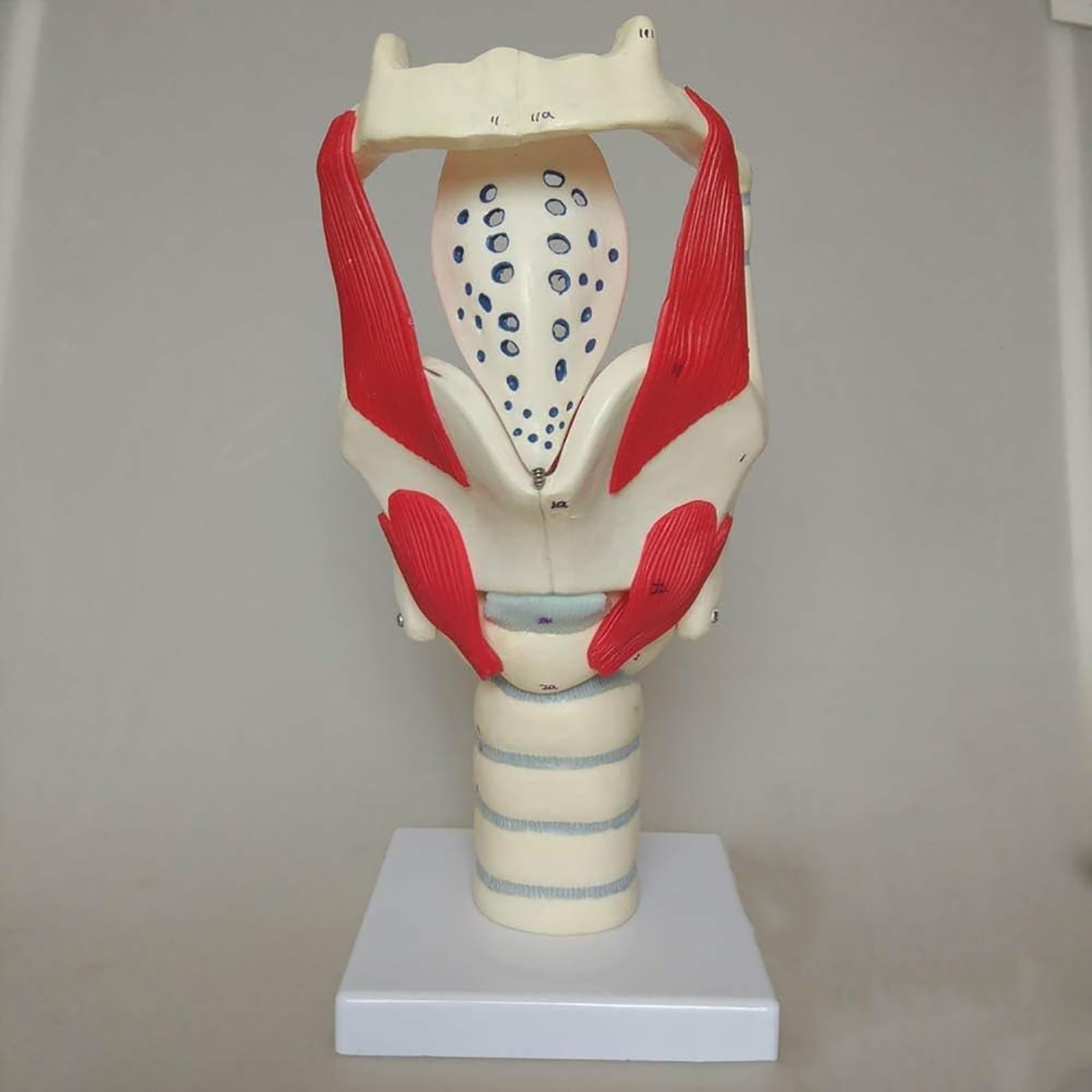 Model Funkcjonalny Krtani, 3-krotna Wielkość Naturalnej Krtani I Gardła Ludzki Model Anatomiczny Wzmacniający Strukturę Szyi I Funkcję Medycyny