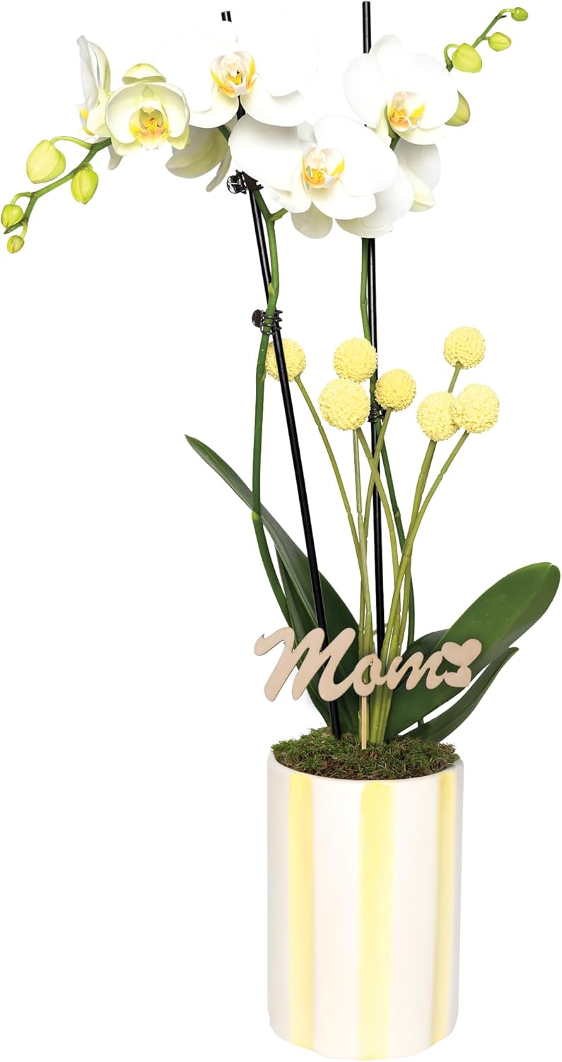Green Circle Growers 5" White with Yellow Orchid in Yellow and White Pot with Love You Mom Pick, Live Indoor Plants, House Plant