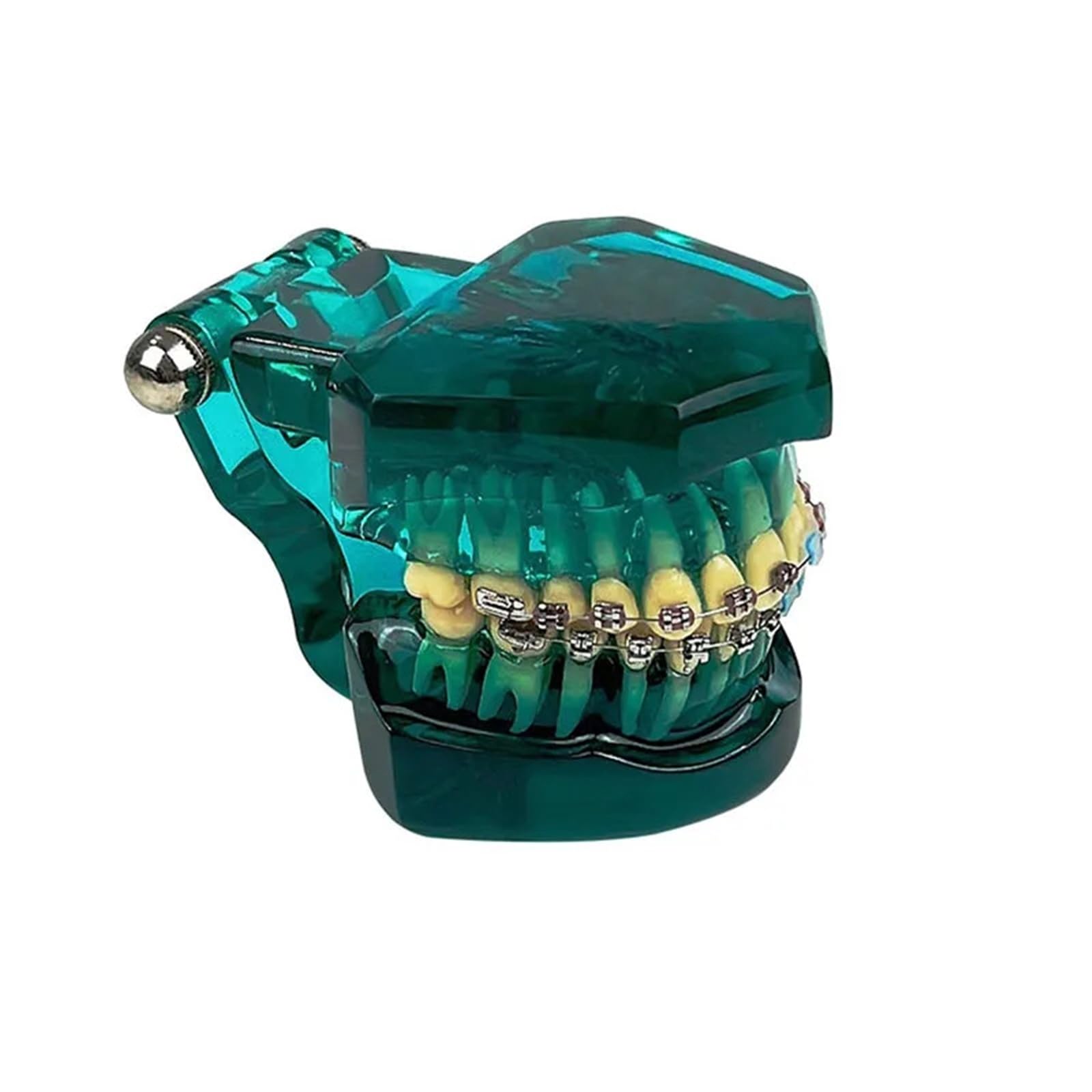Modello ortodontico per la comunicazione del paziente, trattamento odontoiatrico demo con staffe metalliche autoliganti, ideale per cliniche e scopi educativi