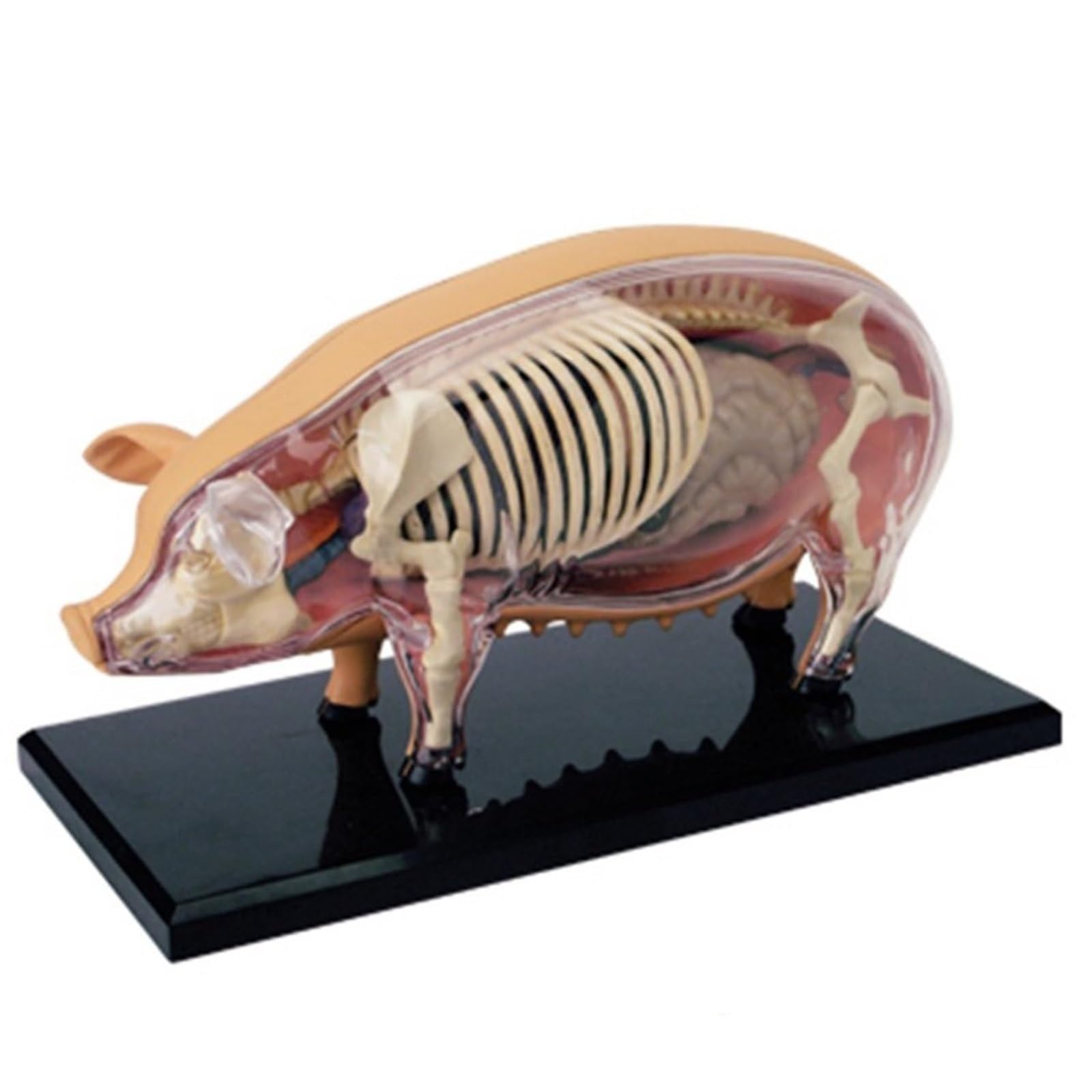 4D Vision Pig Anatomy Model, with Fully Detachable 19 Organs and Body Parts, Three Dimensional Puzzle Pig Anatomical Model, Pig Intelligence Skeleton Specimen Model