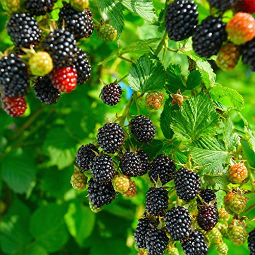 Qauzuy Garden 100 Nutritious Pre-Stratified Jumbo Thornless Blackberry Seeds Perennial Juicy Sweet Healthy Fast-Growing Fruit Survival Gear Food Seeds #TOP2