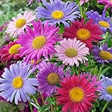 China Asters Seeds - Mixed Single Asters