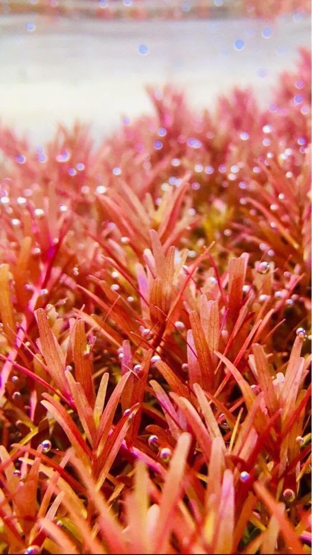 水草トリミング水中葉無農薬無害虫